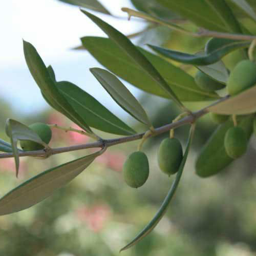 100% Organic Italian Olives